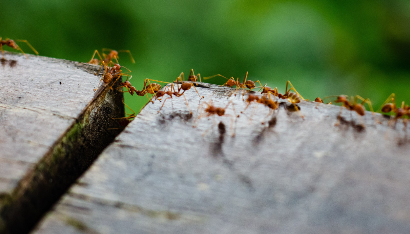 Printemps 2025 : évitez le retour des fourmis avec un traitement adapté !